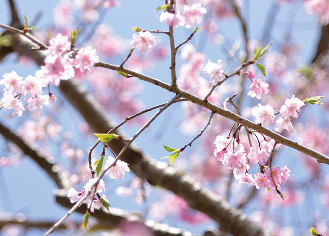 松島樹木葬の桜葬