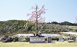 松島樹木葬の桜葬